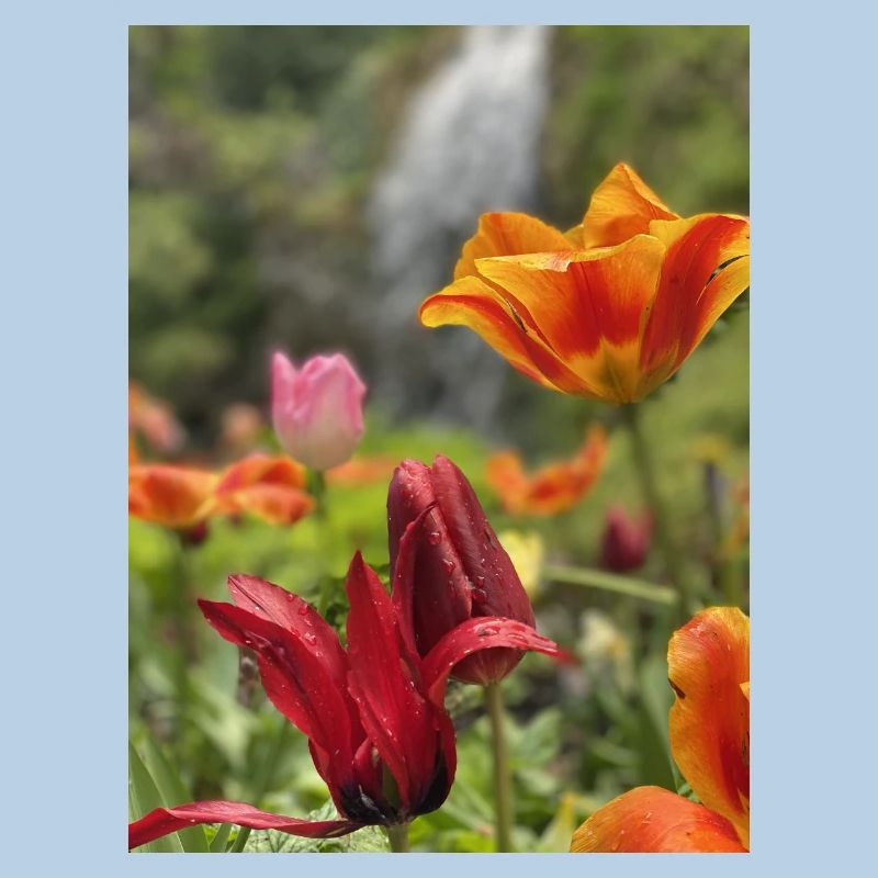 Tulips colorful