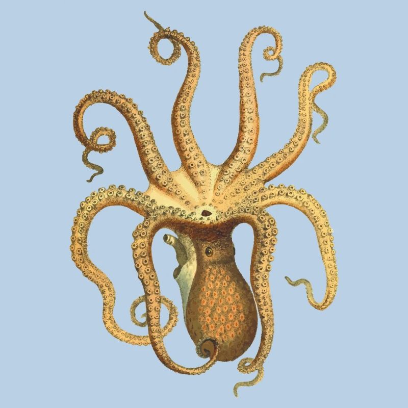 squid giant octopus octopus octopus squid sepia fish