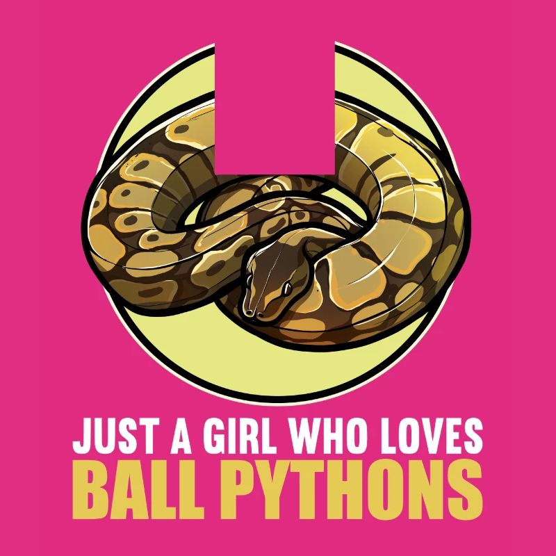 Ball Python Königspythons Königspython