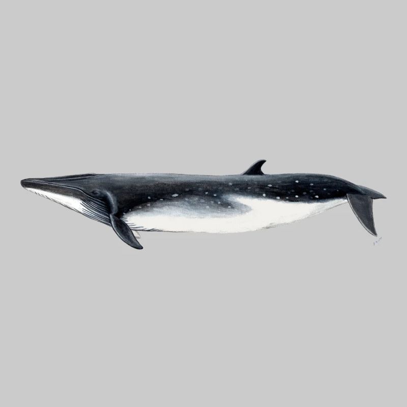 Bryde - Bryde baleine - rorqual tropical