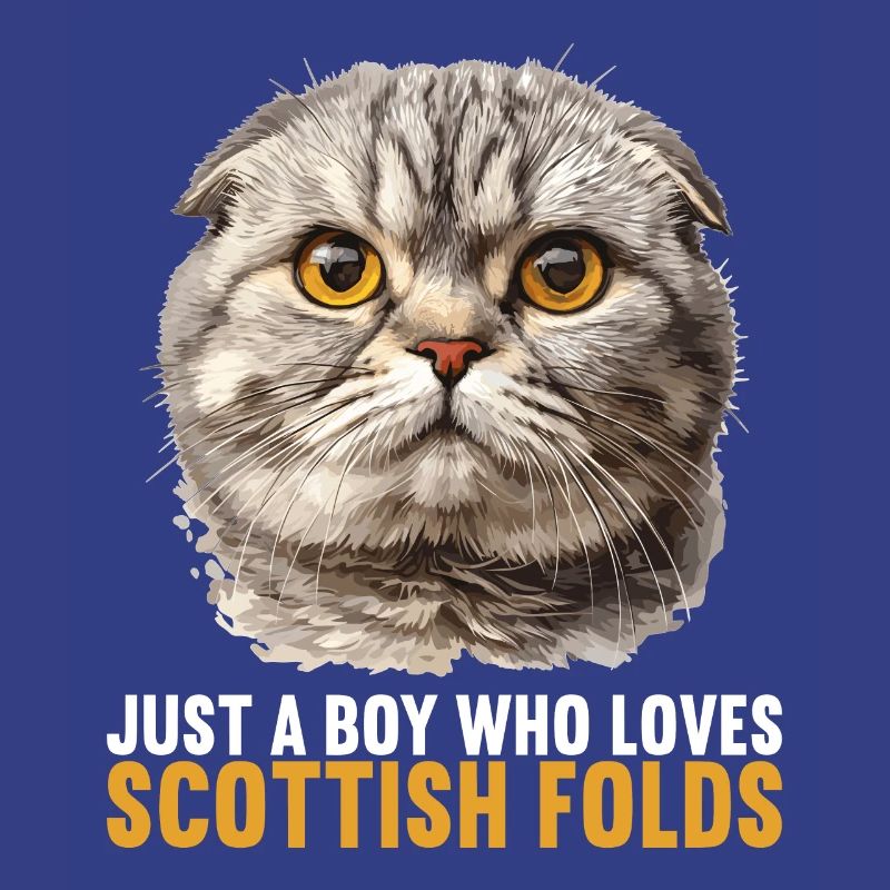 Scottish Fold Kitten Scottish Fold chat