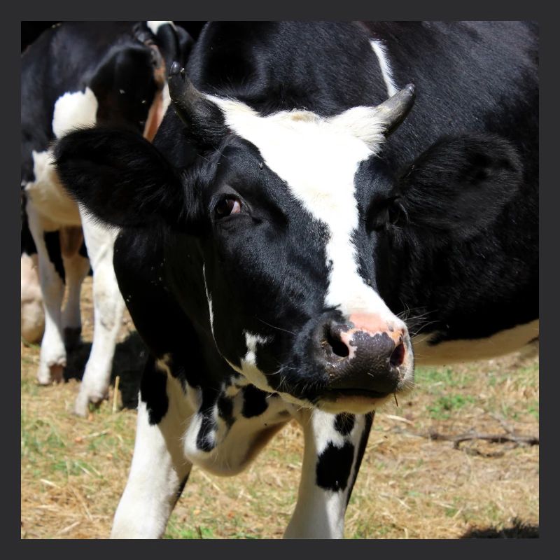 Affiche vache