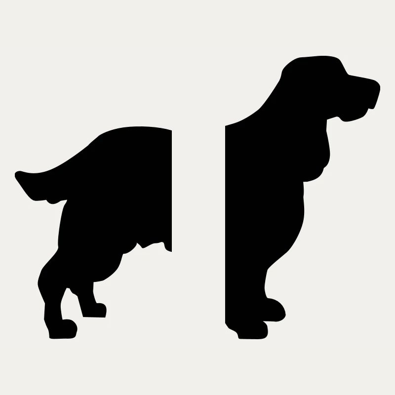 English Springer Spaniel