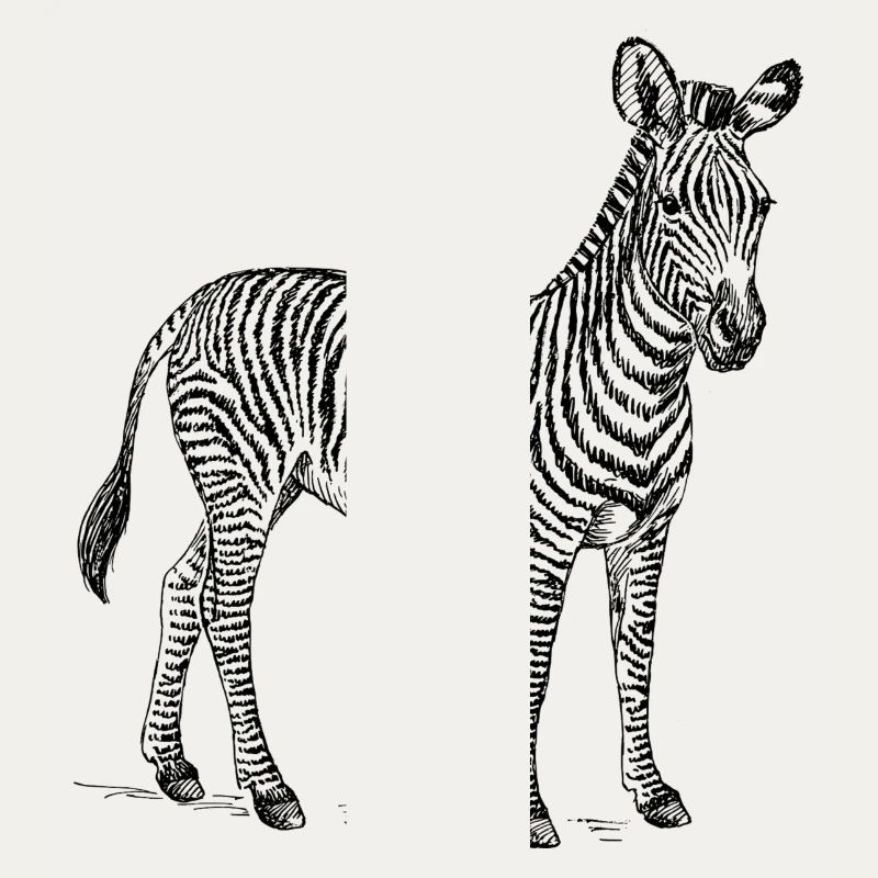 Zebra schwarz weiß