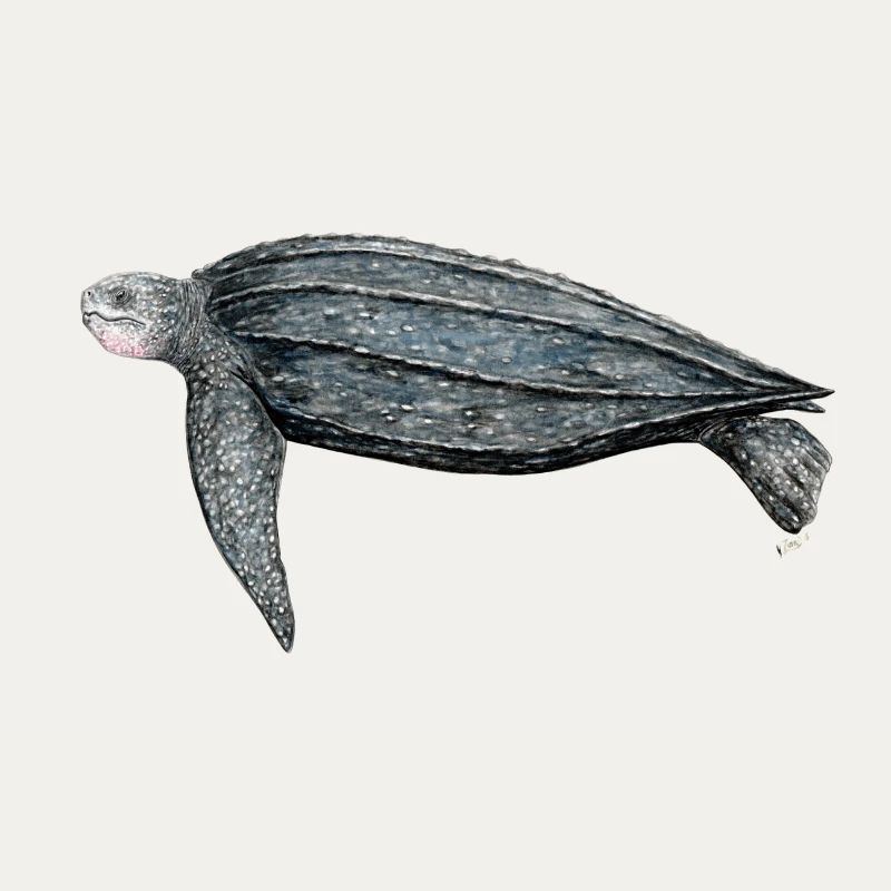 Luth Tortue tortue Luth Luth tortue luth