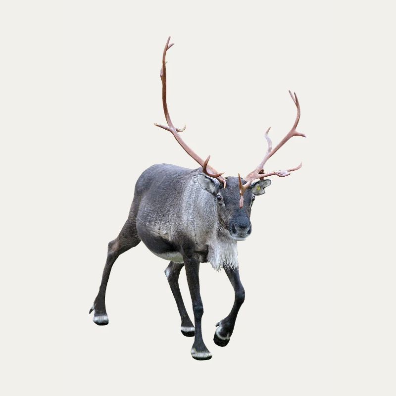 Reindeer