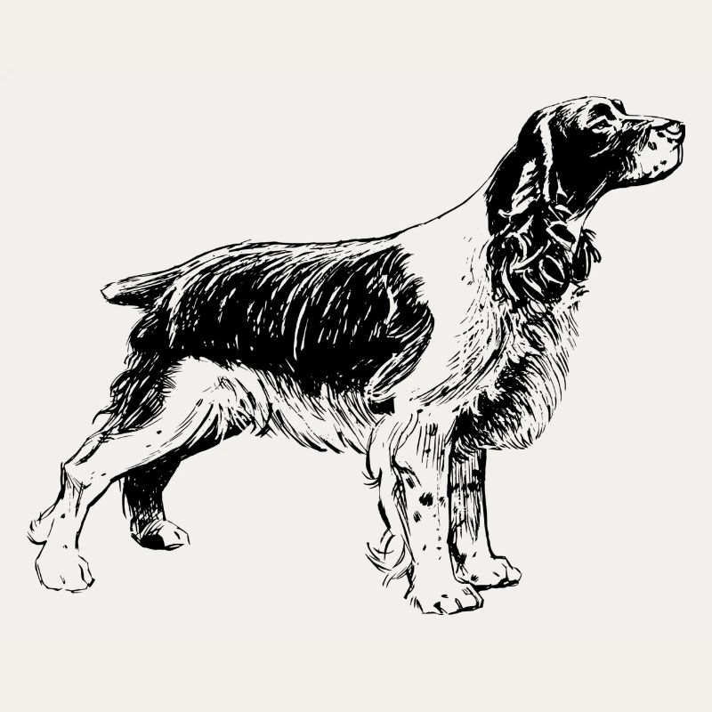 Welsh springer spaniel