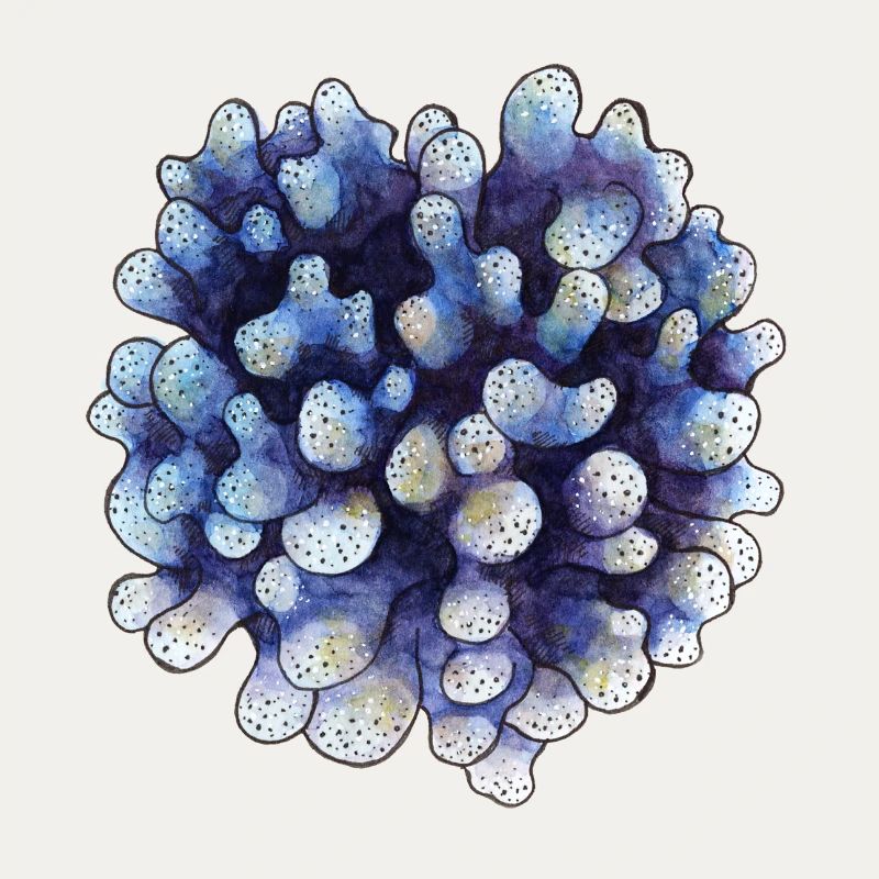 corail
