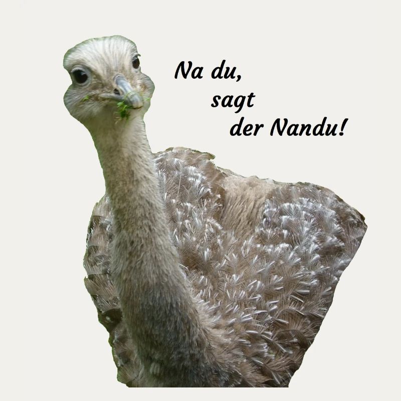 greater rhea