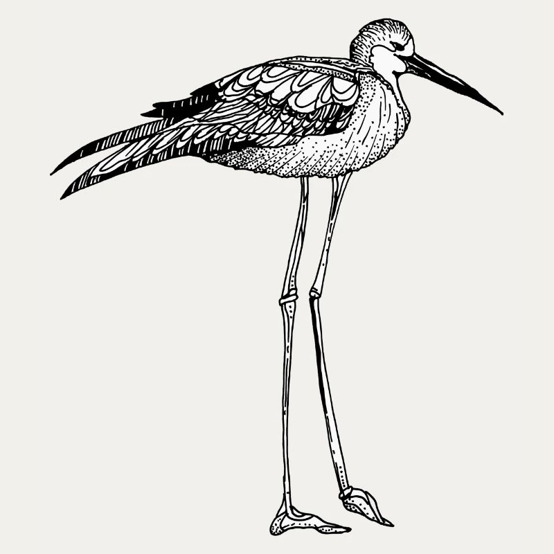 oiseau