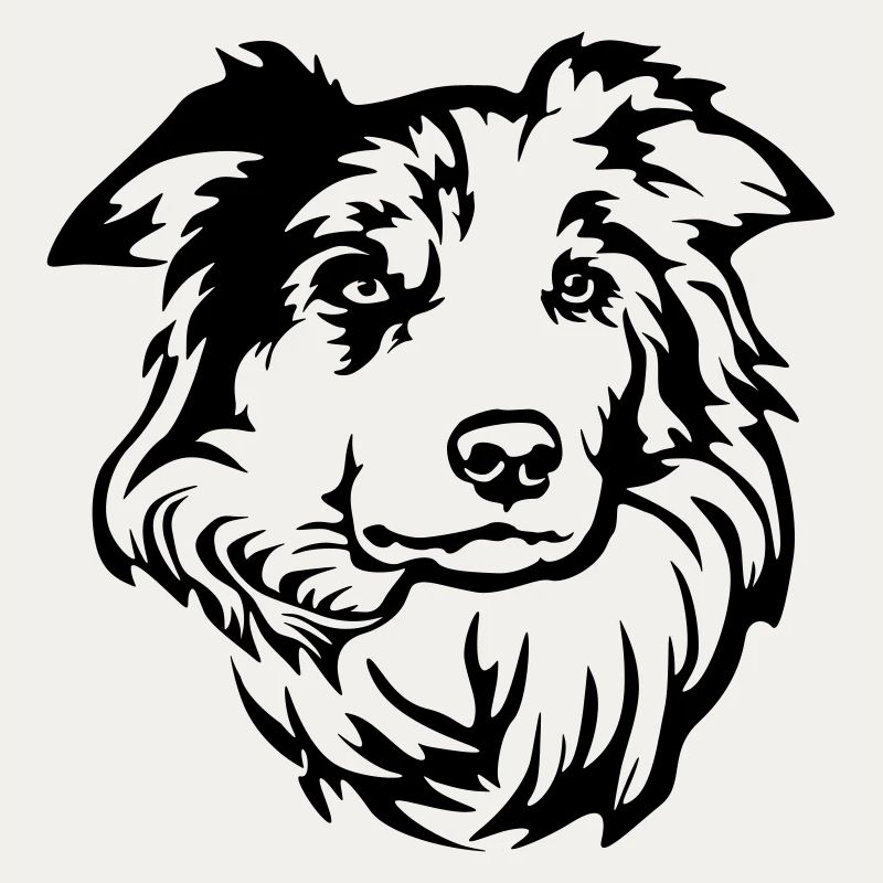 Border Collie Head