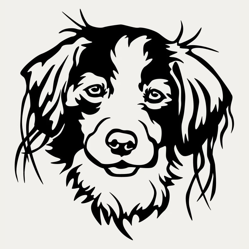Kooikerhondje Kopf