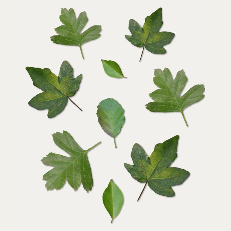 Green Leaves Autumn Nature Leaf Pattern