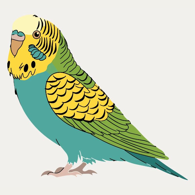 Perruche perruche turquoise vert jaune