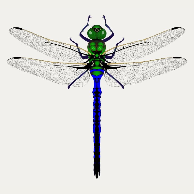 Femme de conception combinée Kybalion Libellule Néon
