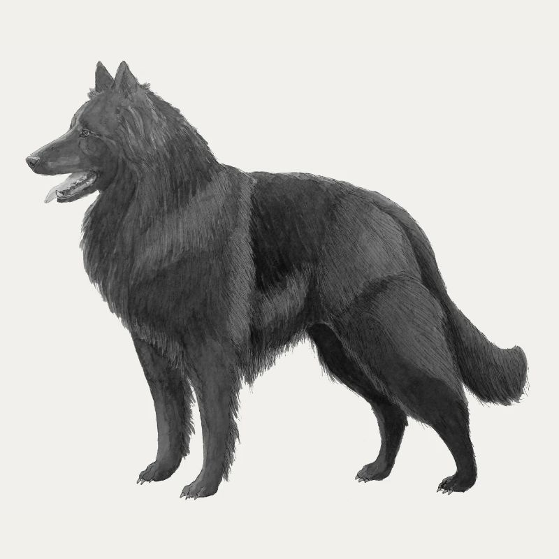 Groenendael