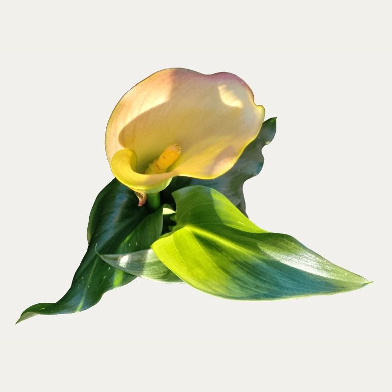 LYS CALLA JAUNE