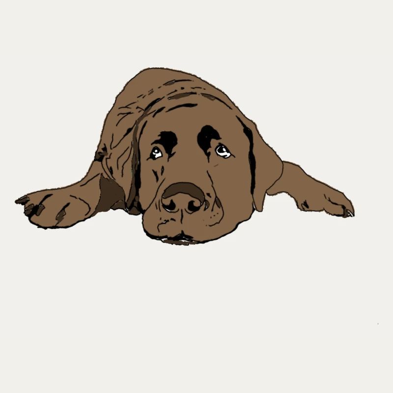 Labrador