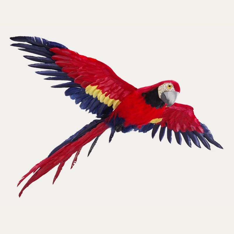 perroquet perroquet oiseau vogel1