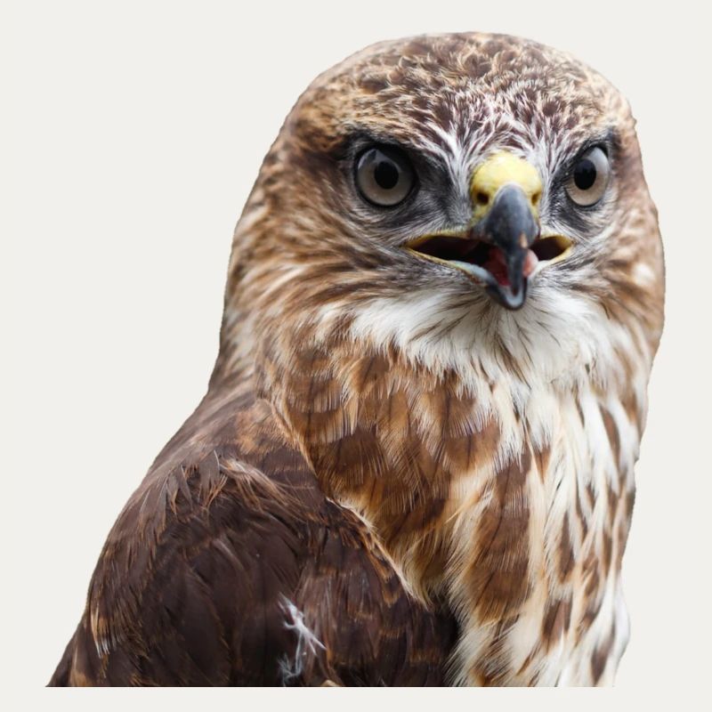 adler eagle buzzard