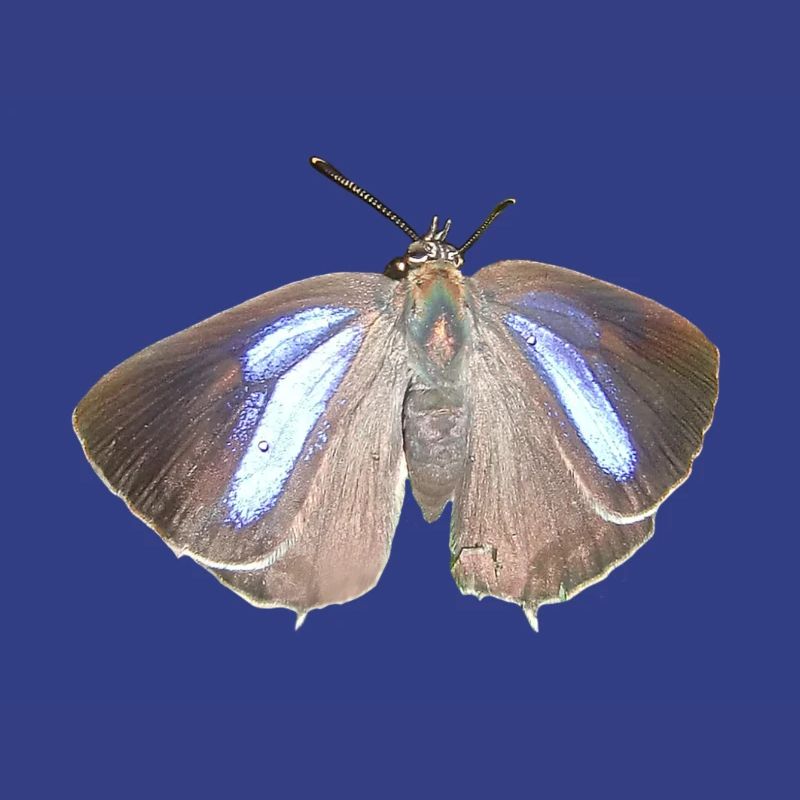 Blauer Eichen-Zipfelfalter