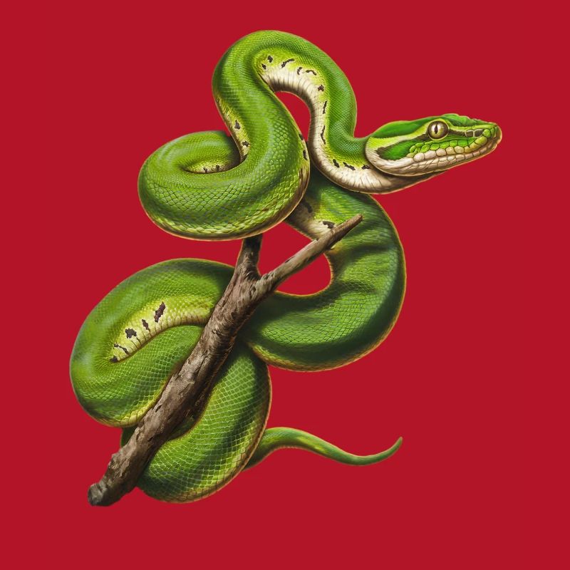 Arbre vert Python Serpents Amoureux Terrarium