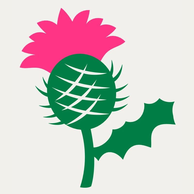 seule fleur de tête de chardon écossais Ecosse