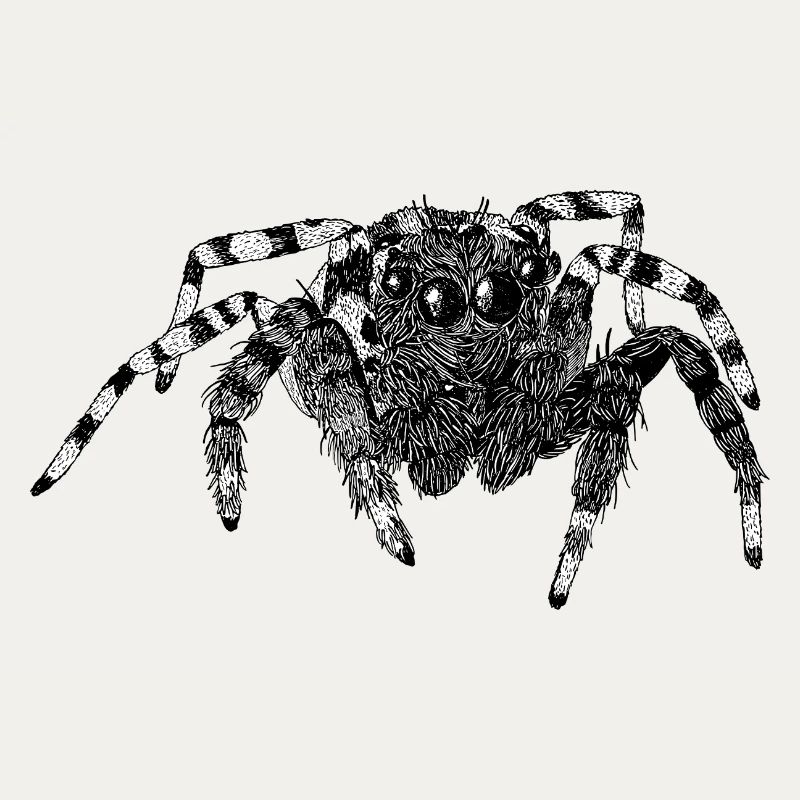 Araignée sauteuse Araignée mignonne Phidippus Arachnide