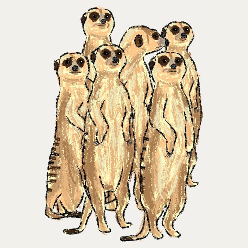 Conception de suricate / suricate