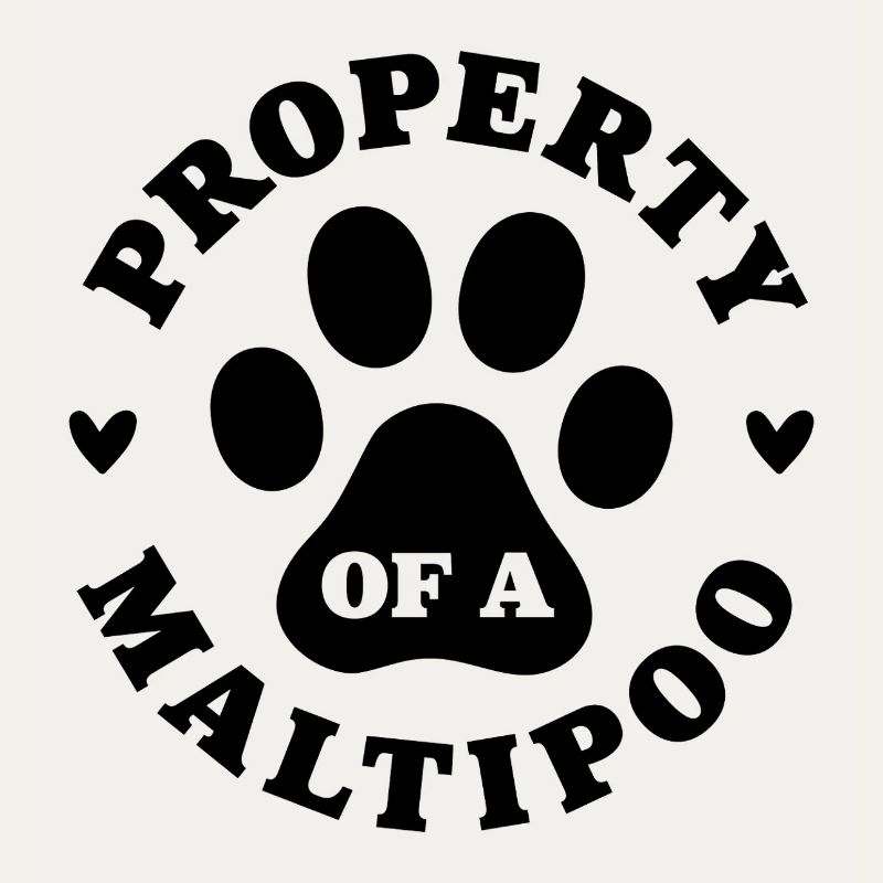 Eigentum eines Maltipoo