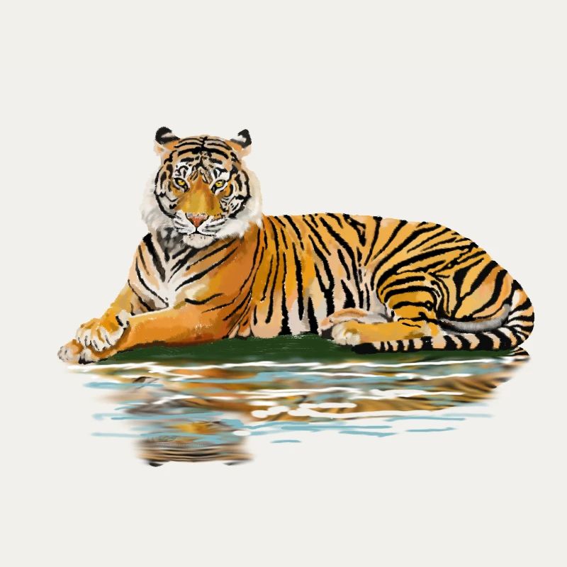 tiger