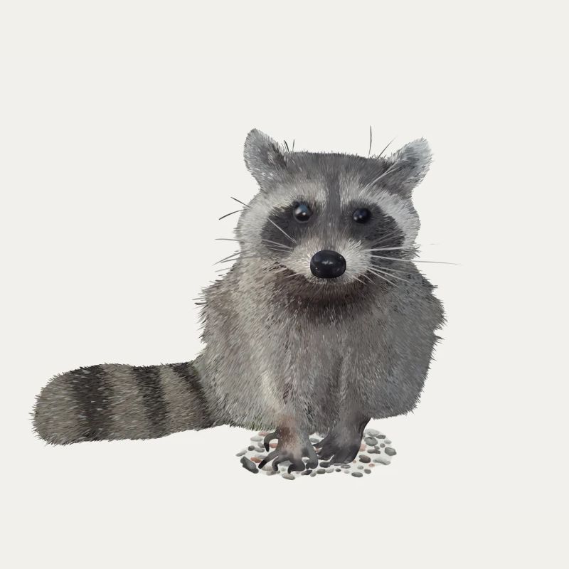 racoon