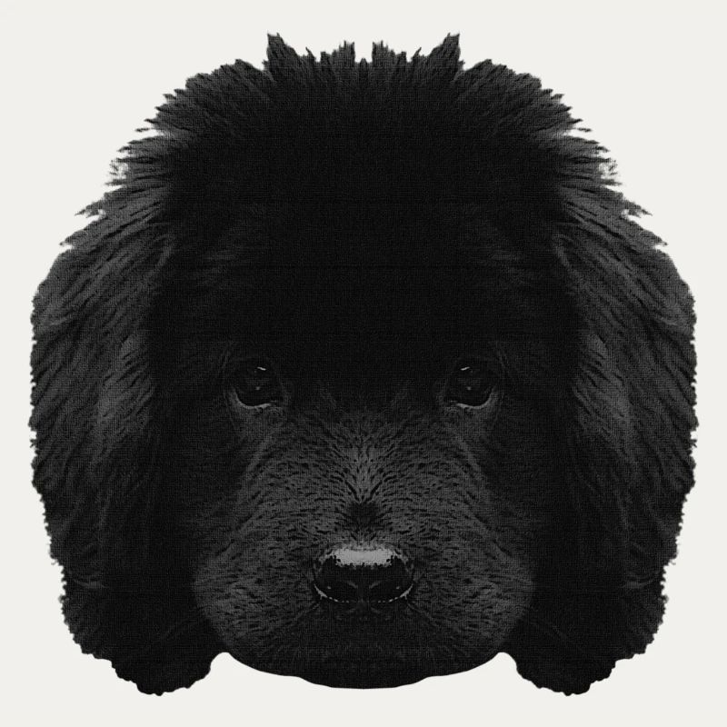 Chiot mignon, chiot Terre-Neuve, races de chiens