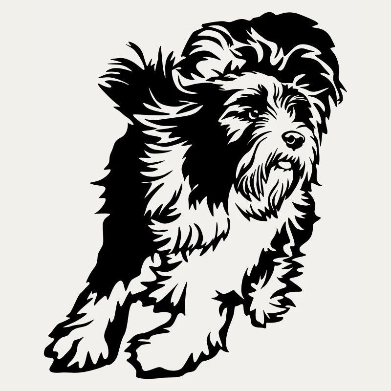 Bearded Collie