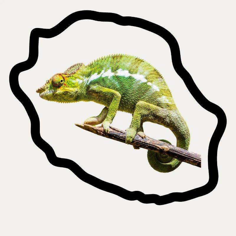 Chameleon vert sur branche