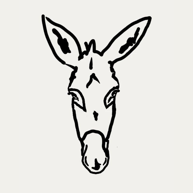 Esel Âne Donkey
