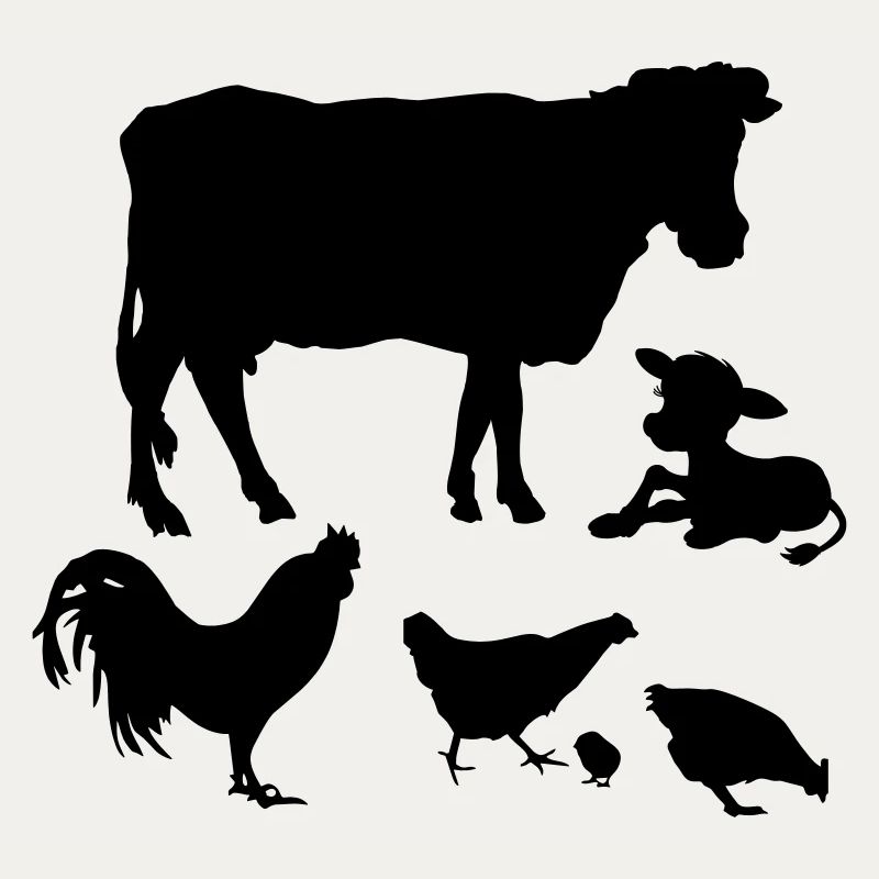 Cow calf chickens rooster chicks