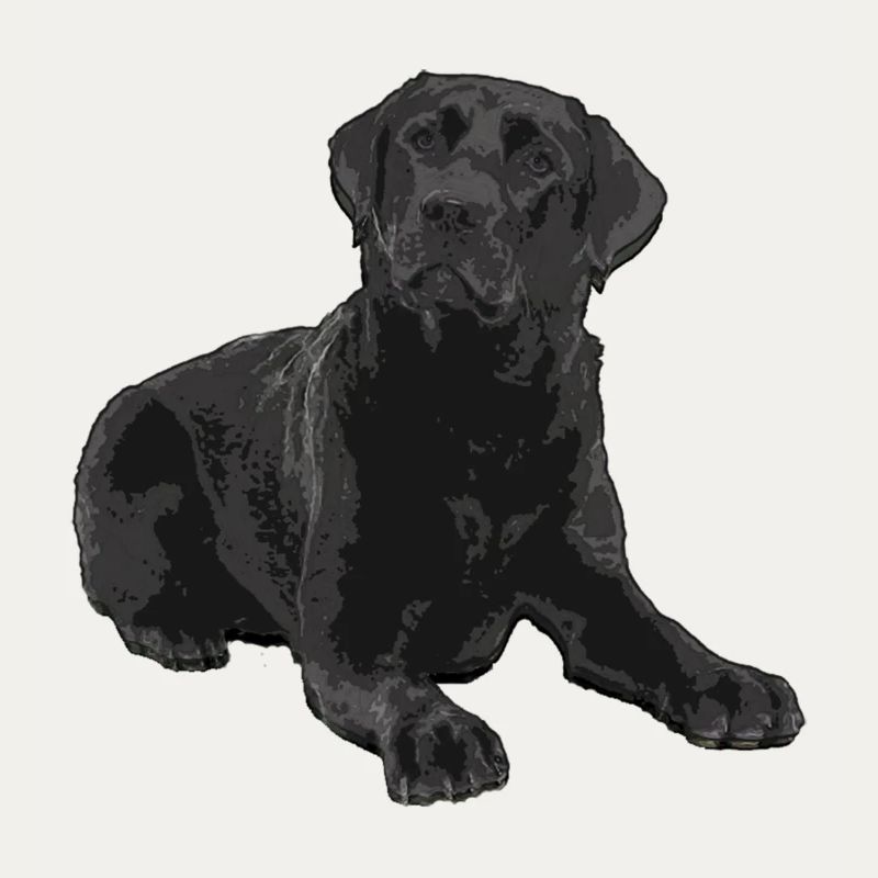 Schwarzer Labrador