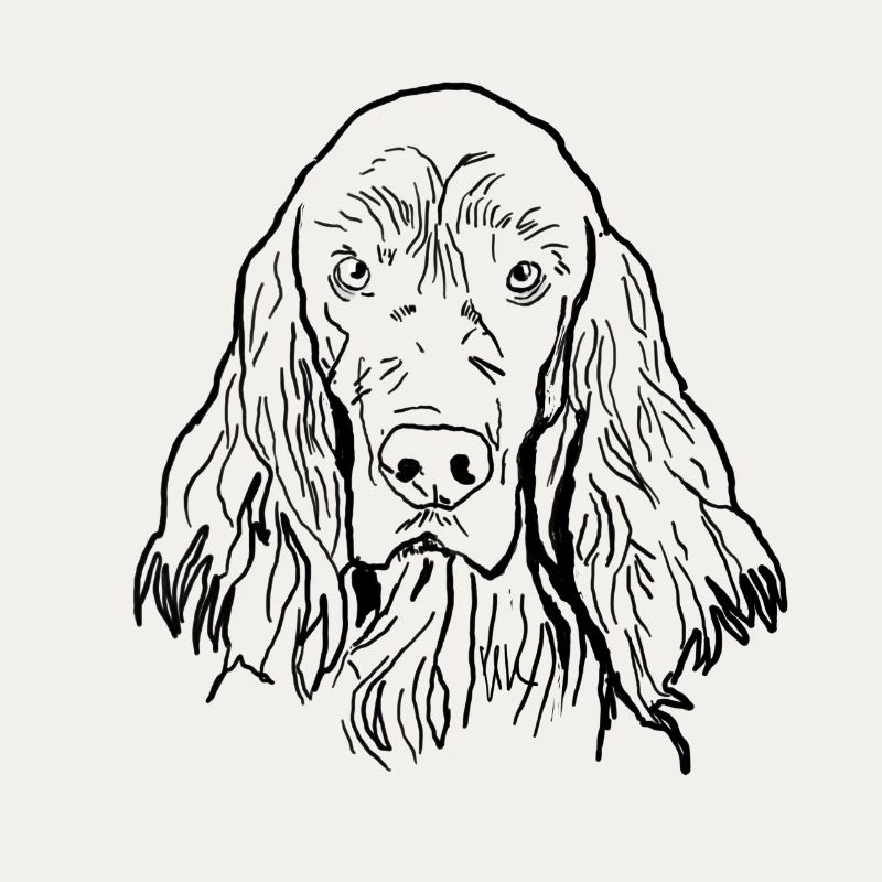 Irish Setter