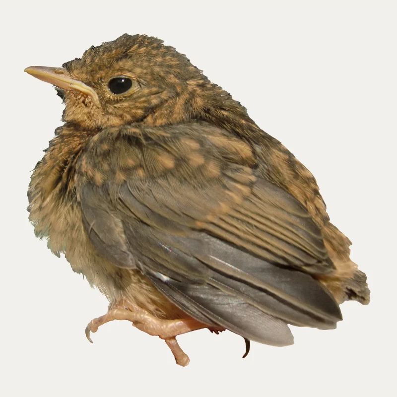 Robin Branch