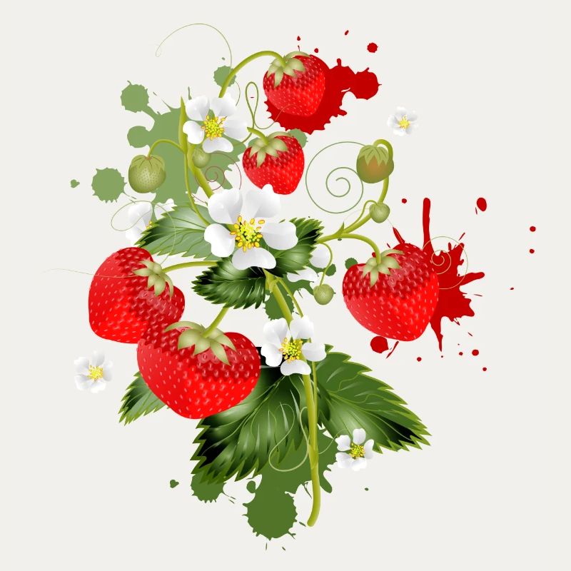 Erdbeeren Pflanze mit Erdbeeren Blüte Graffiti