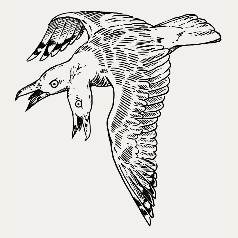 Mouette bicéphale