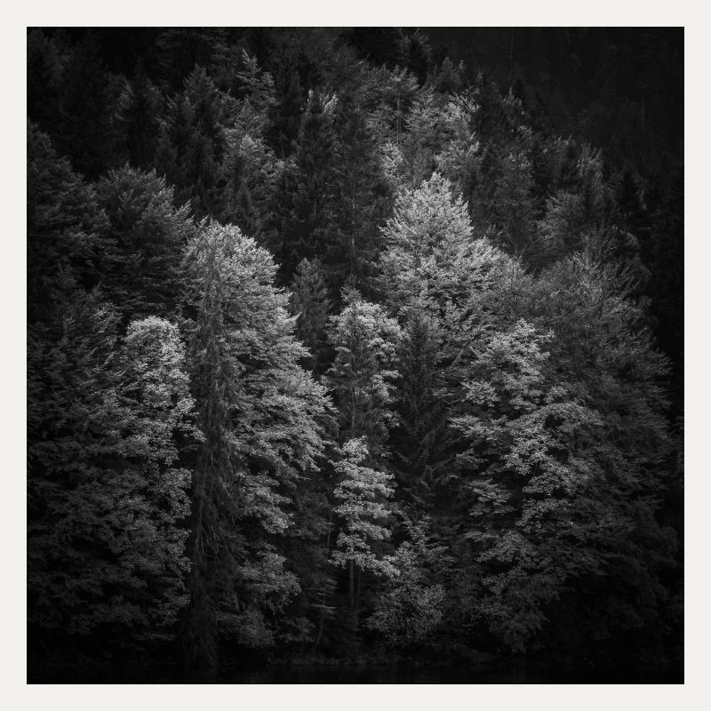Trees Autumn Bavaria Eibsee Zugspitze Poster