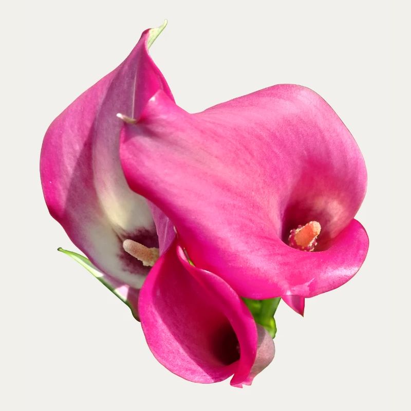 Trio de Fleurs Calla Roses