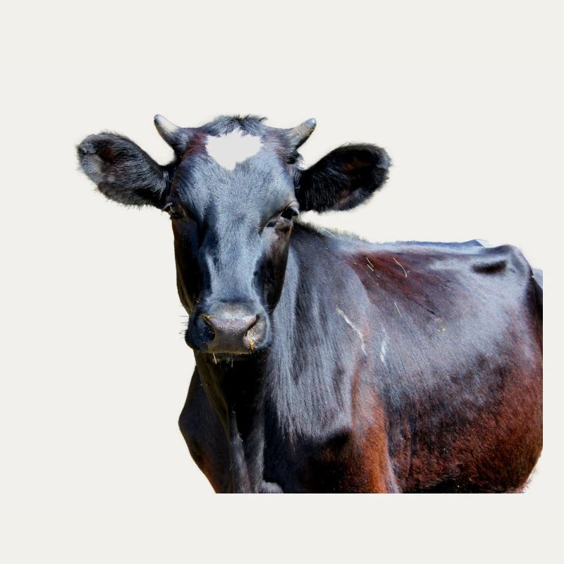 Vache