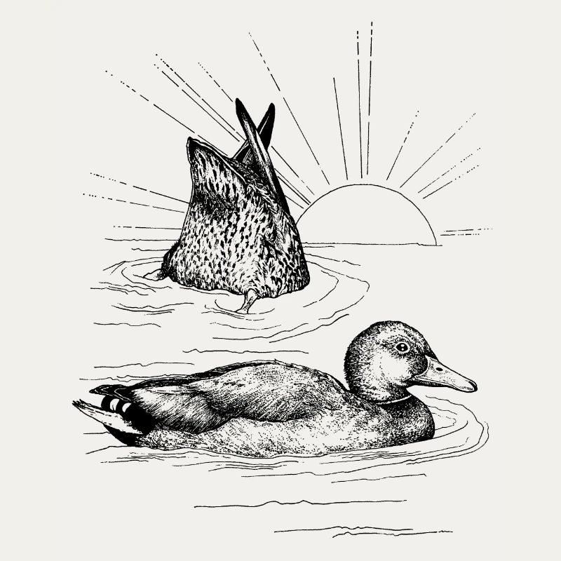 MALLARDS 
