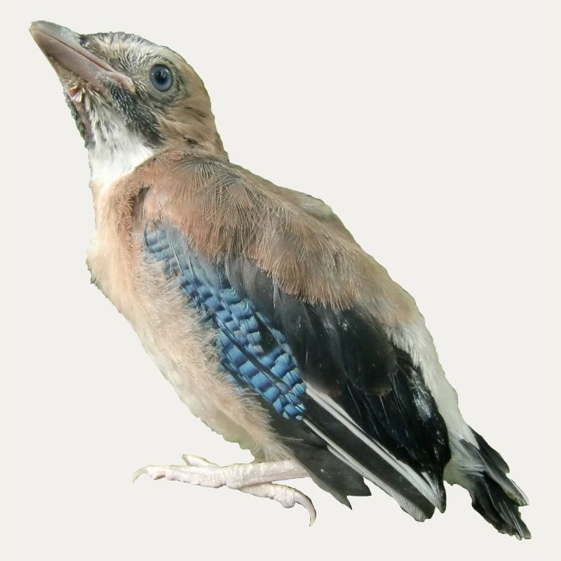 Jay Young Bird