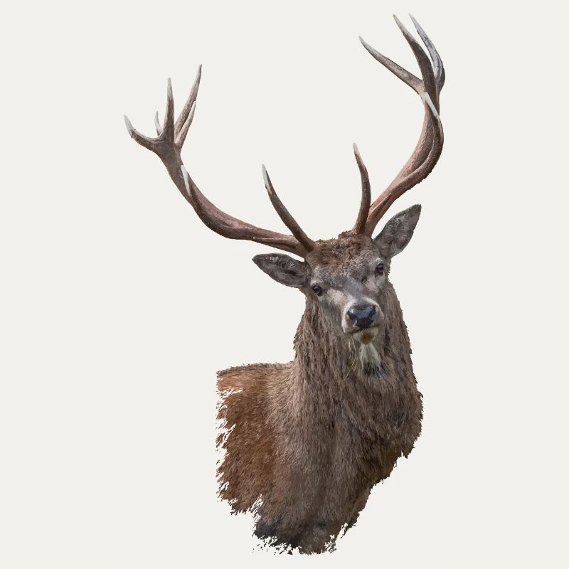 Hirsch