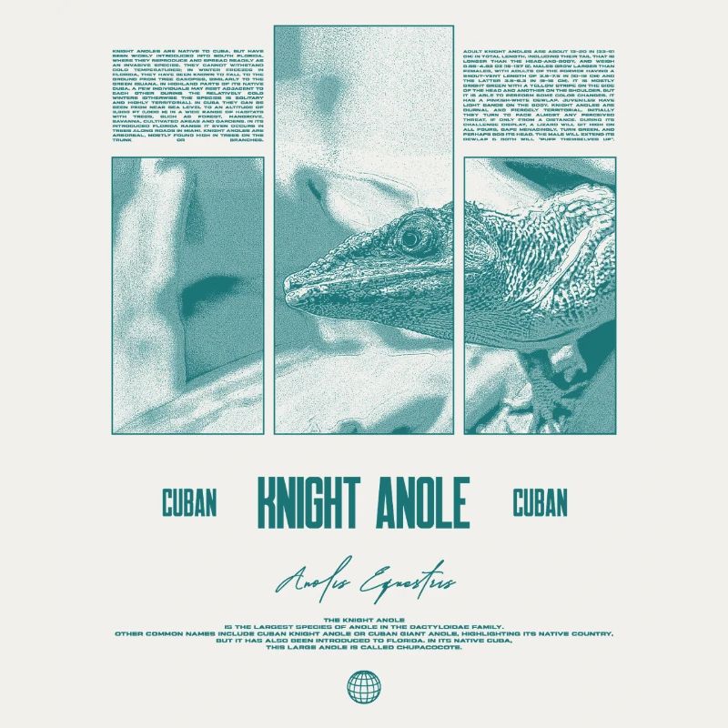 Cuban Knight Anole Lizard Owner Reptile Keeper