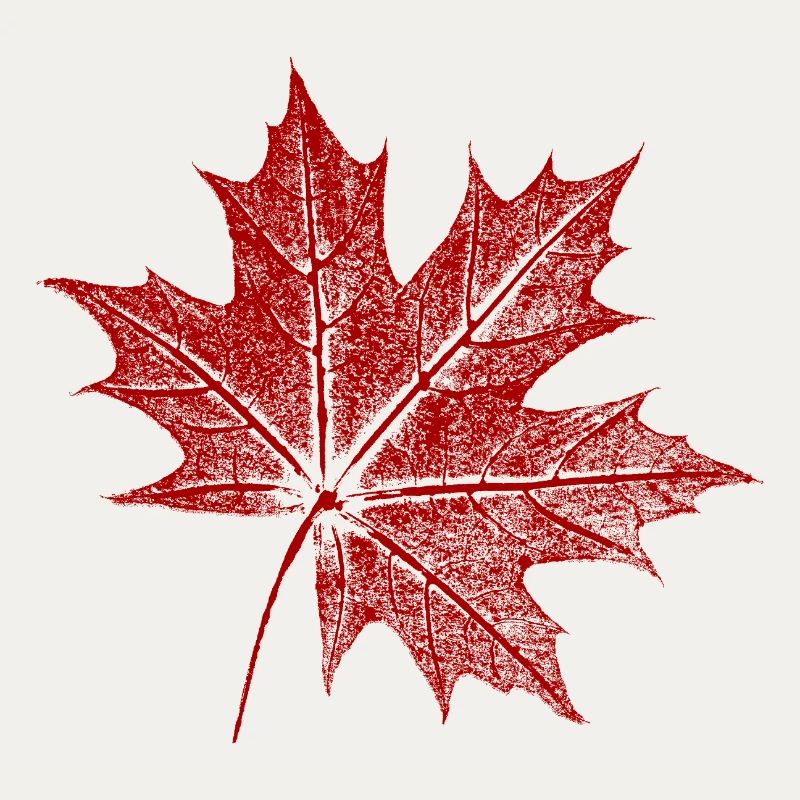 Maple leaf